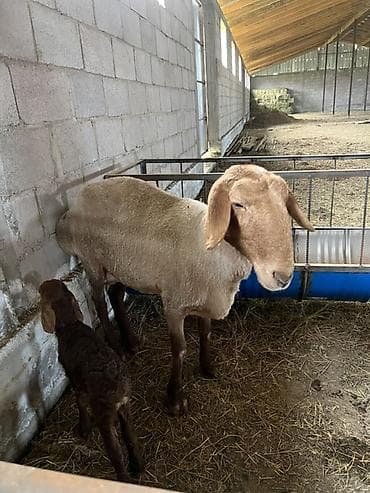 купить британскую кошку: Продаю | Овца (самка) | Для разведения | Матка — 2