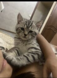 шотландская кошка скоттиш страйт: Скотиш Страйт (Шотландская прямоухая), 7 месяцев, Мальчик, Голубой, С документами, Приучена к лотку, С прививками — 1