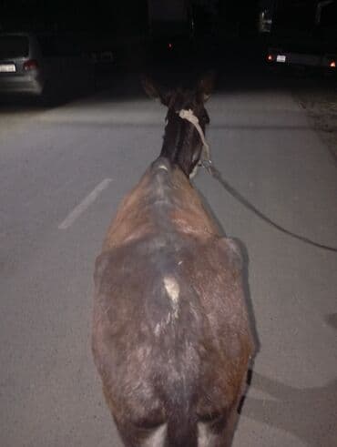 кошки манчкин: Осел рабочий (самец), темно‑бурой масти с белыми отметинами на морде и — 2