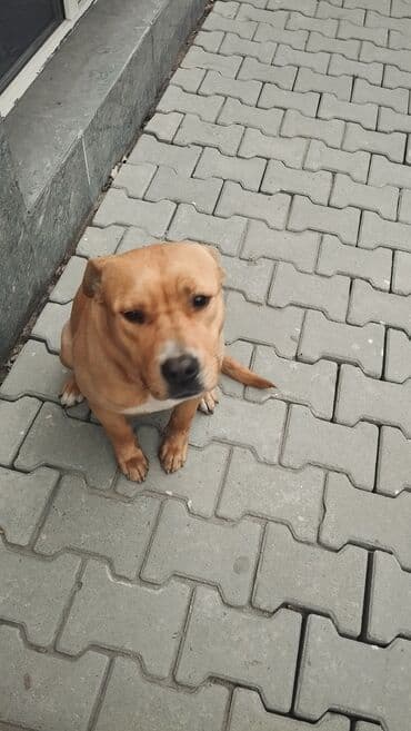 Другие животные: Собака среднего размера, коренастого телосложения. Окрас рыжий — 5