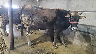 кошки жалал абад: Сатам | Уй (ургаачы), Кунаажын — 8