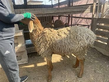 продажа овец: Продаю | Овца (самка), Ягненок | Для разведения | Матка — 6