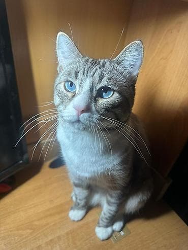 сиамская ориентальная кошка: Кот с голубыми глазами, короткошёрстный, с бежево‑серебристым окрасом — 2