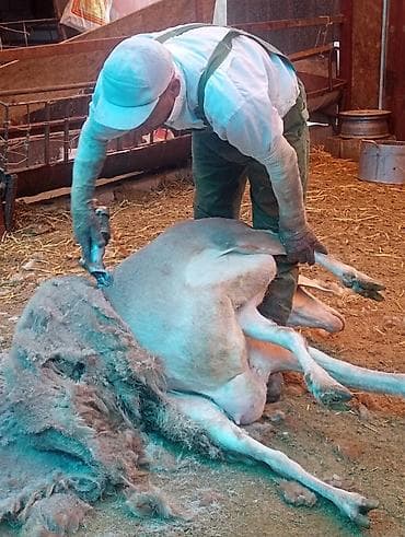 скот корова: Стрижка овец электрическими машинками - Профессиональная стрижка овец — 1