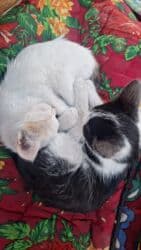 продажа щенков немецкой овчарки с документами в бишкеке: Котята - Окрас: один белый с тёмным пятном на голове, один — 4