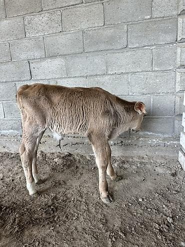 кошка домашняя: Продаю | Музоо, торпок | Для молока | Привязанные — 3