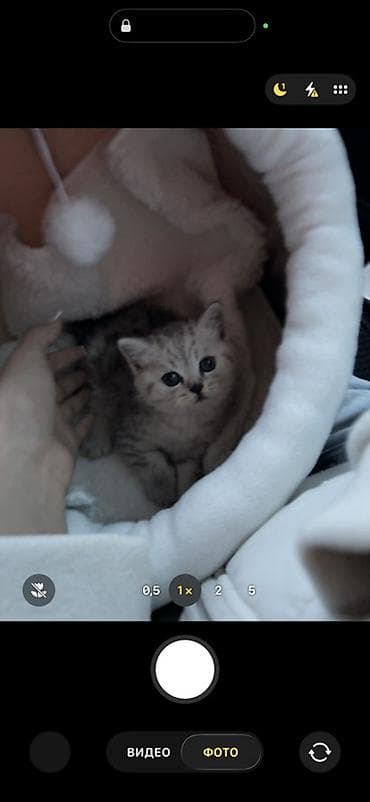 отдам в хорошие руки породистых котят: Скотиш Страйт (Шотландская прямоухая), 1 месяц, Мальчик, Приучена к лотку — 2