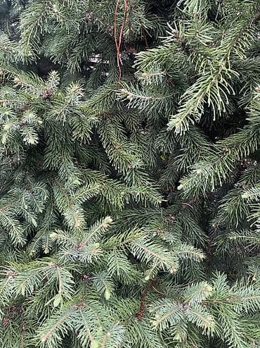 тактай лес: Ель/пихта крупномеры для пересадки. - Несколько взрослых хвойных — 1