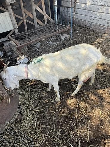 голуби животные: Продаю | Коза (самка) | Полукровка | Для разведения — 4