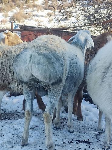 кичинекей мышык: Сатам | Ургаачы кой (ургаачы) | Көбөйтүү үчүн — 6