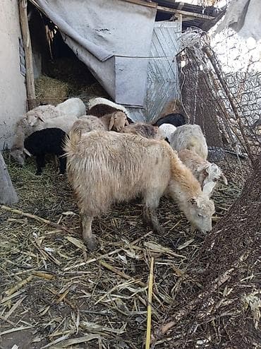 ечки кой: Продаю | Ягненок | Полукровка | Для разведения — 6