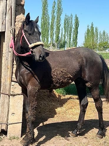 хаски щенок сколько стоит: Продаю | Жеребец | Конный спорт — 2