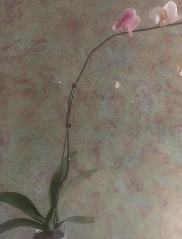 Орхидея фаленопсис в прозрачном горшке. - Разновидность: фаленопсис с