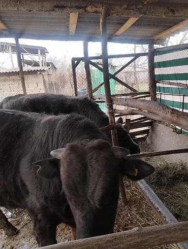 собака питбуль: Другие животные — 9