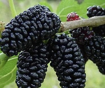 купить зонтик от солнца: Плакучая шелковица (Morusalba/ nigra, форма Pendula) в контейнере. - — 2