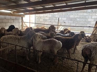 Кошки: Продаю | Овца (самка) | Для разведения — 8