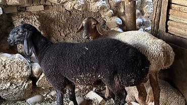 балык кумар: Продаю | Овца (самка) | Романовская | Для разведения | Матка — 2