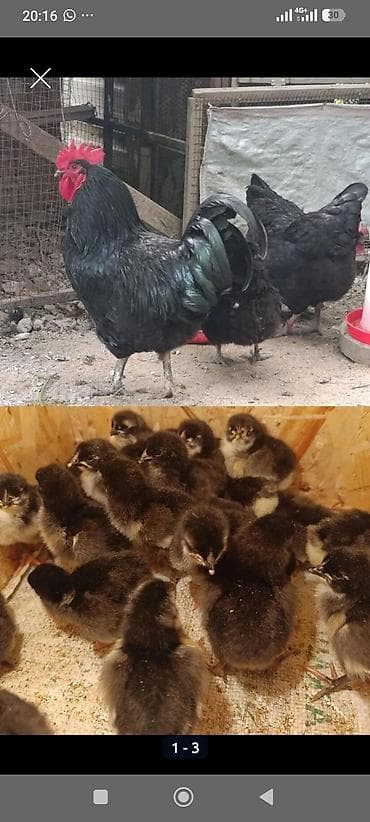 цып: Продаю | Цыплята | Для разведения — 1