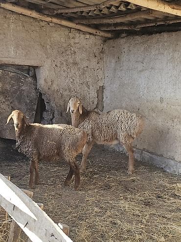 дорпер овцы: Продаю | Овца (самка) | Для разведения — 3