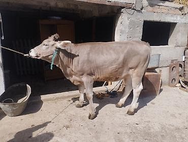 Продаю | Тёлка | Полукровка | Для молока