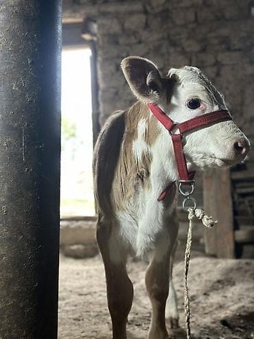 конь ат: Продаю | Тёлка | Полукровка | Для разведения | После отела — 7