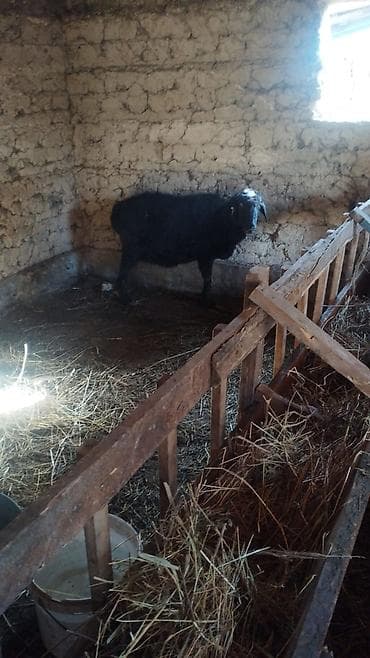 Ветеринар кызматы: Сатам | Ургаачы кой (ургаачы) | Аргын | Көбөйтүү үчүн | Ургаачы — 5