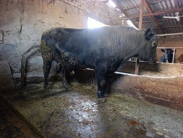 продаю связи с переездом: Продаю | Бык (самец) | Для разведения | Осеменитель — 3