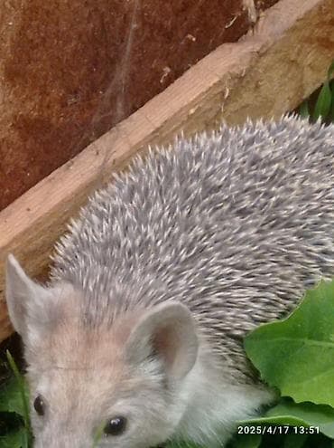 Еж — ручной декоративный питомец - Вид: домашний еж (не сколотый, с — 1