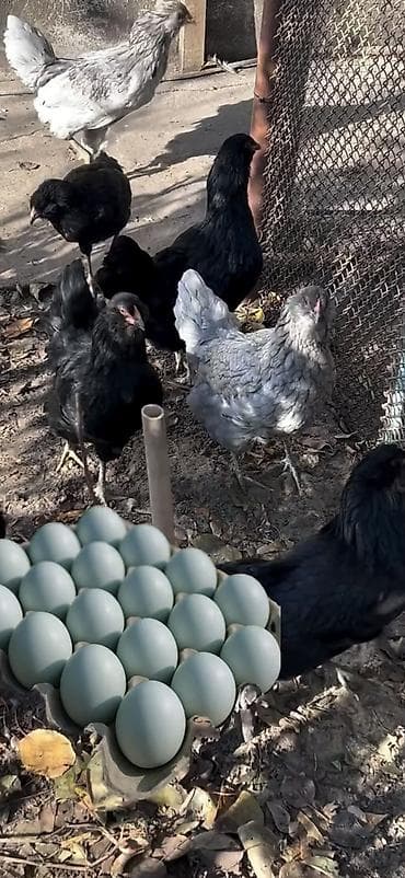 инкубатор несушка: Продаю | Петух | Для разведения — 1