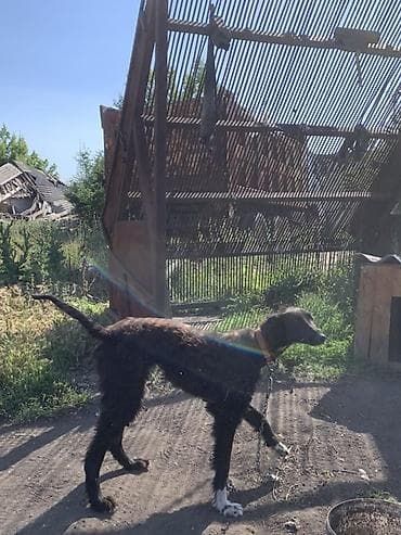 шпиц собака цена бишкек: Таза кандуу тайган сатылат — 5