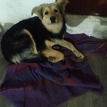 Продажа собак: 3 года, Самка — 2