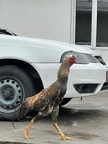 дакан хороз: Продаю | Петух | Бойцовая | Для разведения — 3