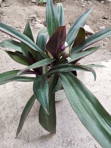 аквариум для форели: Традесканция рэо — 2