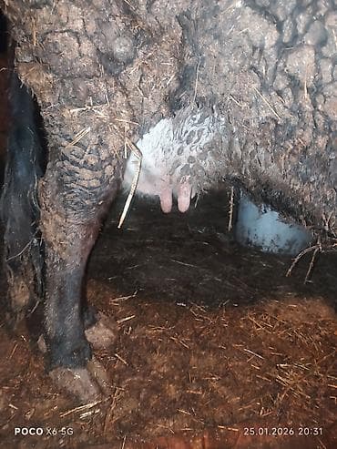 Үй жаныбарлары үчүн товарлар: Сатам | Уй (ургаачы) | Сүт алуу үчүн | Байланган — 4