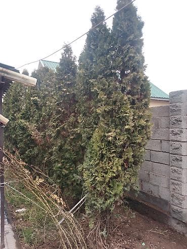 ножки для сундука: Туя западная (живые растения для живой изгороди) - Порода: туя — 1