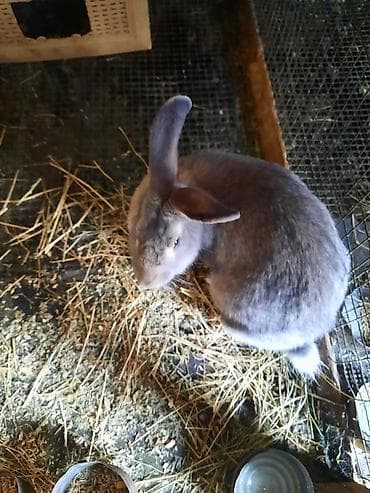 кролики калифорния: Крольчиха 1 год 3 месяца — 3