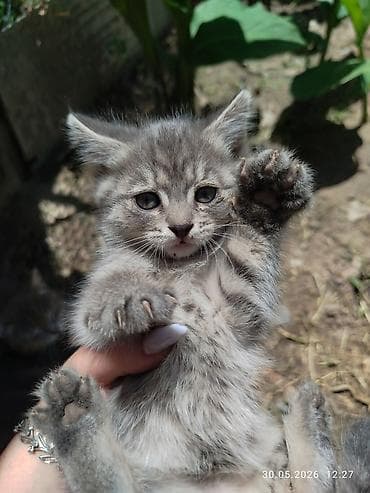 сиамская кошка даром: Отдам даром в хорошие руки. Котята, помёт разной окраски: - Чёрный — 3