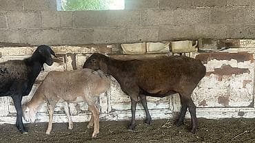 хомяки цена: Продаю | Овца (самка), Ягненок | Арашан | Для разведения — 2