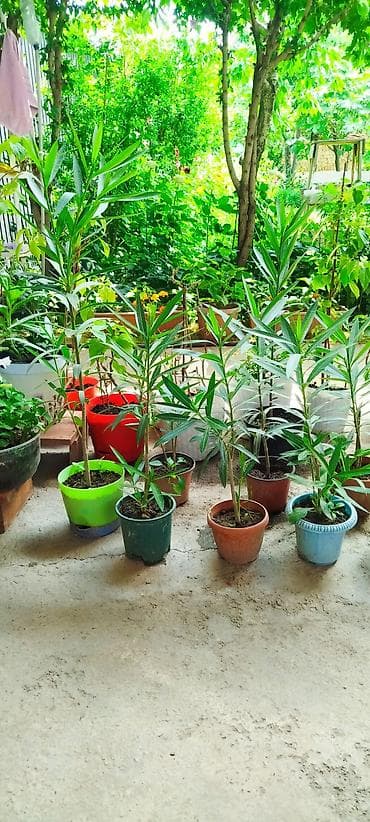 роза рассада: Детки Олеандра (Nerium oleander) в горшках - Вид: вечнозелёный — 2