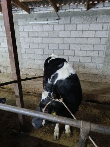 теленок бычок: Продаю | Бык (самец) | Голштин | На забой | Привязанные — 5