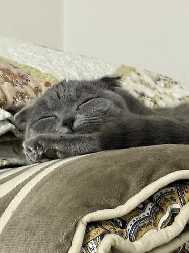 cat sofa: Скотиш Фолд (Шотландская вислоухая), 9 месяцев, Девочка — 2