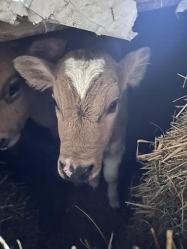 Домашний персонал и уборка: Малчыга тамак жасап бергени ПОВАР 👨‍🍳 КЫЗ-КЕЛИНДЕР КЕРЕК, ТОЛЬКО ТАМАК — 1