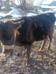 собаку в добрые руки: Продаю | Бык (самец) | На откорм — 10