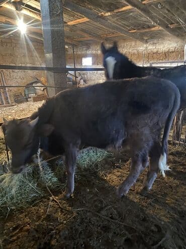 узи для животных цена: Продаю | Тёлка | На откорм | Привязанные — 2