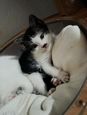 шотландская кошка черная: Скотиш Страйт (Шотландская прямоухая), 4 месяца, Девочка, Биколор, Метис, Приучена к лотку, Проглистована — 4