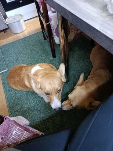собака для охота: Продам Корги, кобель, возраст 1год, не кастрирован, ветпаспорт — 3