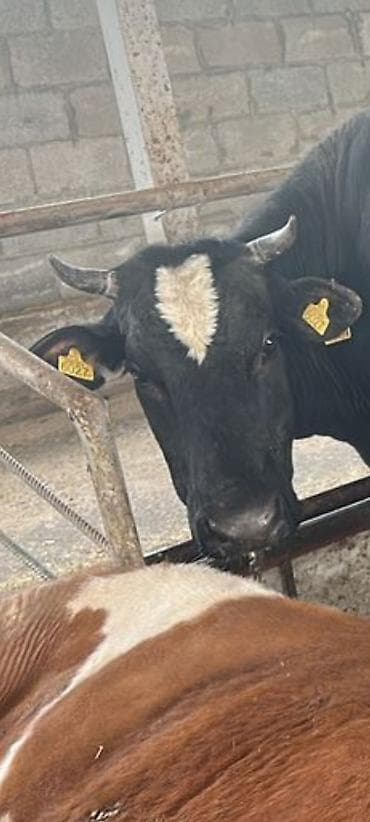 клевер солома: Продаю | Корова (самка) | Для молока | Привязанные — 2