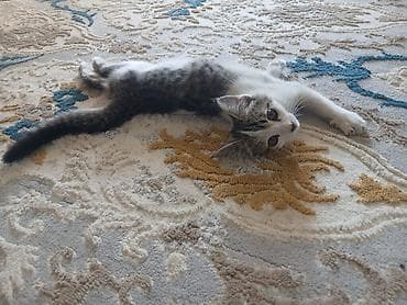 белый кошка: Котёнок в добрые руки. Милый домашний котёнок с бело-серым окрасом и — 3