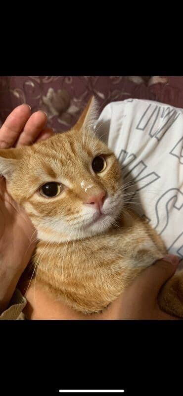 зоомагазин бишкек рядом: Беспородная, 2 года, Мальчик, Рыжий, Приучена к лотку — 3