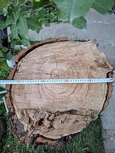 Мясо птицы: Карагач, пень, колода для рубки мяса, или для изделия. размеры на фото — 3